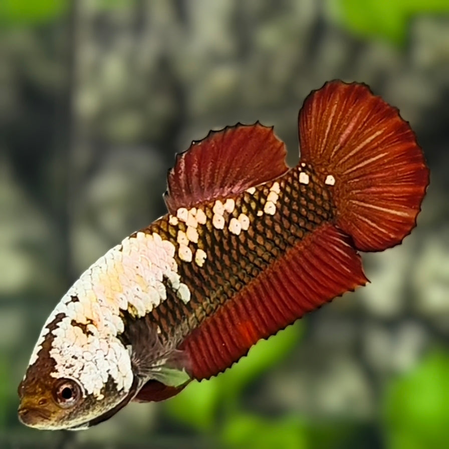Red Samurai HMPK Betta Fish Female For Sorority / Breed