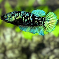 Avatar Blackstar Green HMPK Betta Fish Female For Sorority / Breed