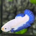 Blue Rim Butterfly HMPK Betta Fish Female For Sorority / Breed