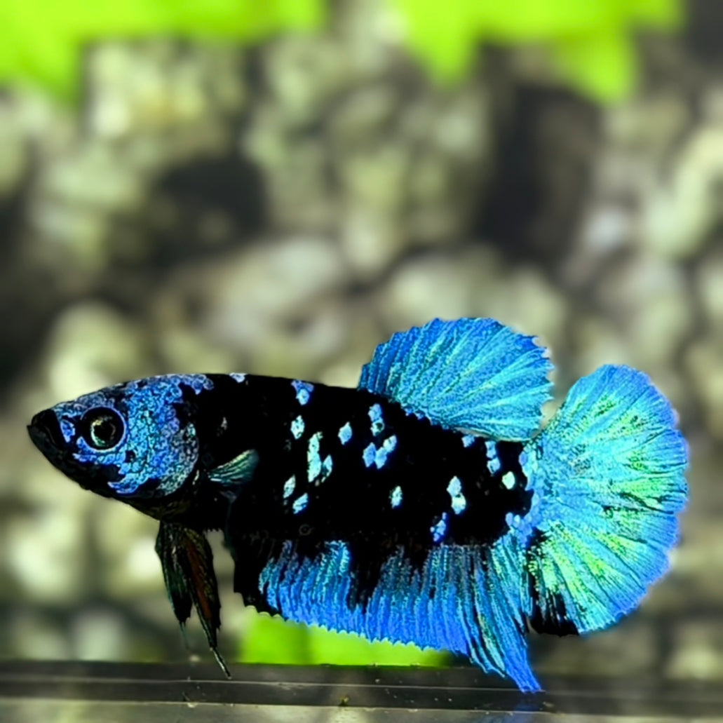 Avatar Blackstar Green Turquoise HMPK Betta Fish Female For Sorority / Breed