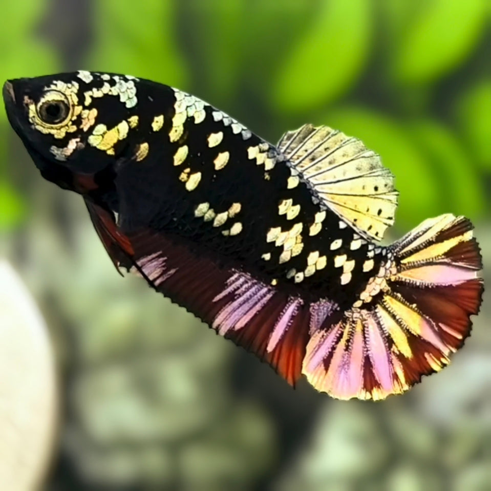 Avatar Blackstar Copper Red Gold HMPK Betta Fish Female For Sorority / Breed