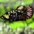 Avatar Blackstar Copper Gold HMPK Betta Fish Female For Sorority / Breed