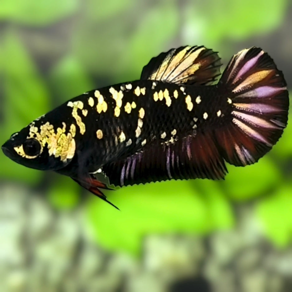 Avatar Blackstar Copper Gold HMPK Betta Fish Female For Sorority / Breed