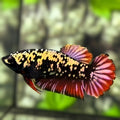 Avatar Blackstar Copper Red Gold HMPK Betta Fish Female For Sorority / Breed