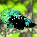 Avatar Blackstar Green HMPK Betta Fish Female For Sorority / Breed