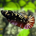Avatar Blackstar Copper Red Gold HMPK Betta Fish Female For Sorority / Breed