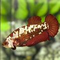 Red Samurai HMPK Betta Fish Female For Sorority / Breed