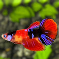 Multicolor Red Koi Galaxy Halfmoon Betta Fish Female For Sorority / Breed