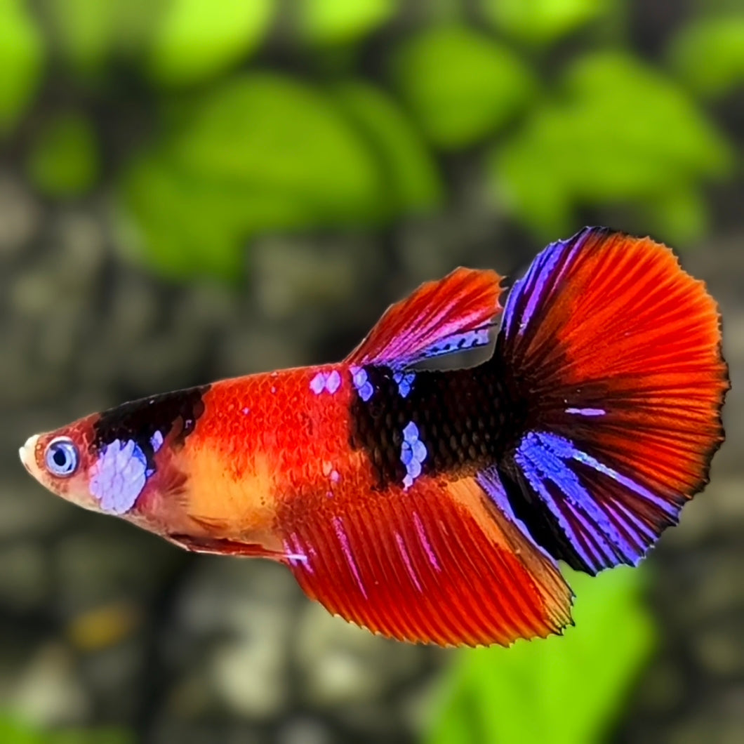 Multicolor Red Koi Galaxy Halfmoon Betta Fish Female For Sorority / Breed