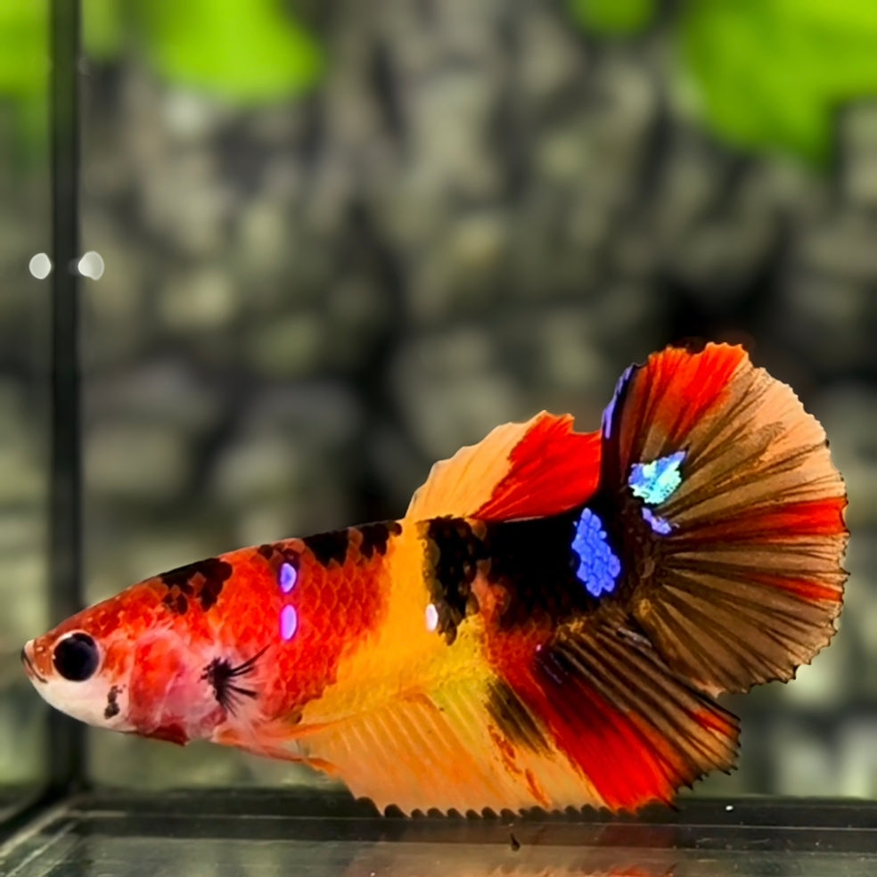 Yellowbase Multicolor Galaxy Halfmoon Betta Fish Female For Sorority / Breed