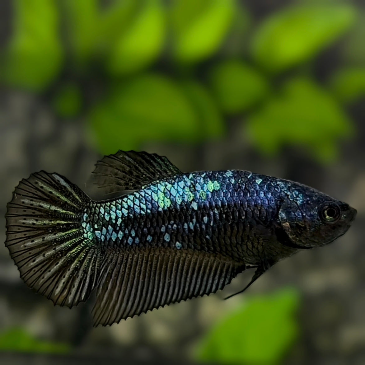 Avatar Halfmoon Betta Fish Female For Sorority / Breed
