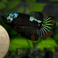 Avatar Startail Halfmoon Betta Fish Female For Sorority / Breed