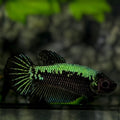 Green Samurai Halfmoon Betta Fish Female For Sorority / Breed