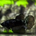 Avatar Blackstar Halfmoon Betta Fish Female For Sorority / Breed