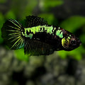 Green Samurai Halfmoon Betta Fish Female For Sorority / Breed