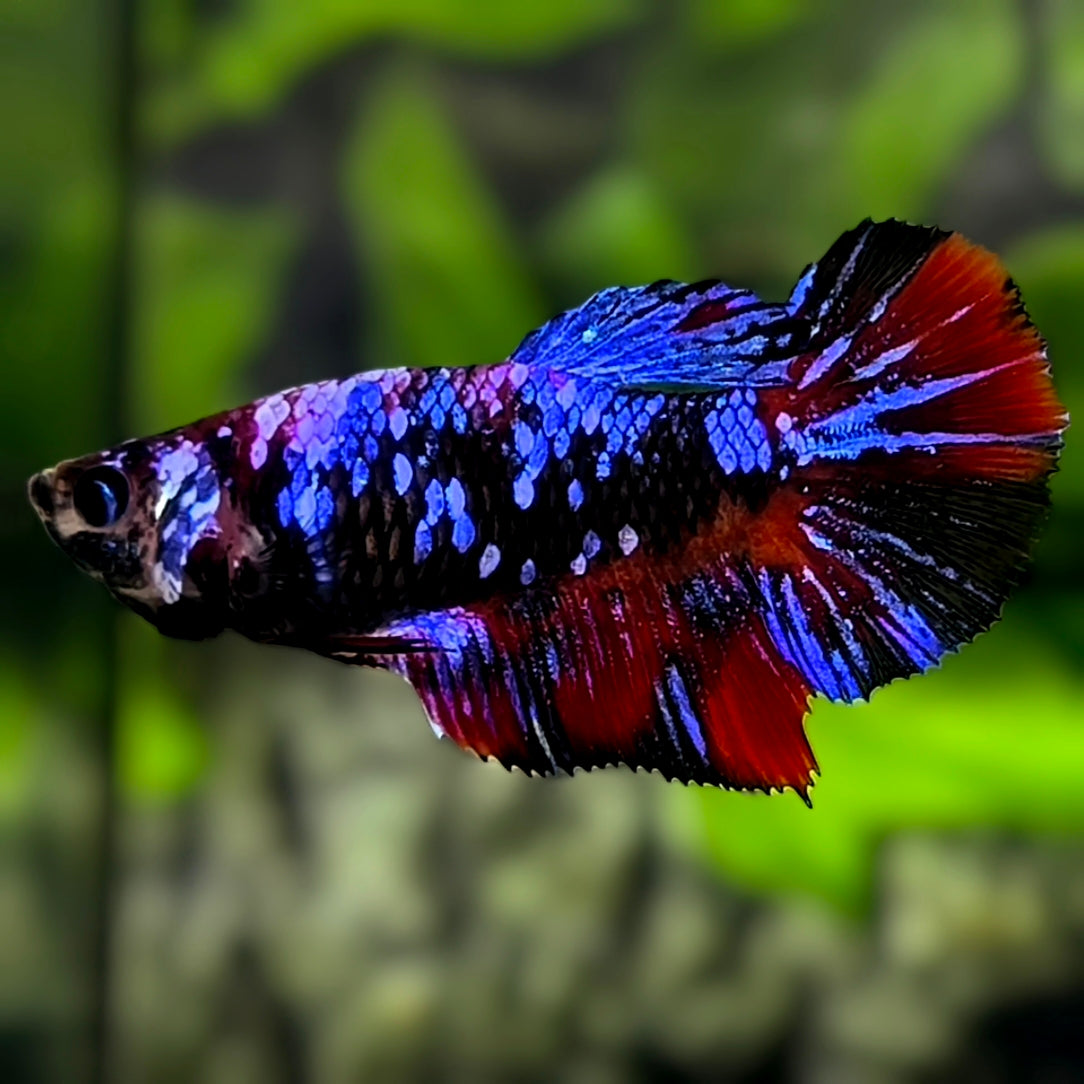 Avatar Blackstar Blue Red Halfmoon Betta Fish Female For Sorority / Breed
