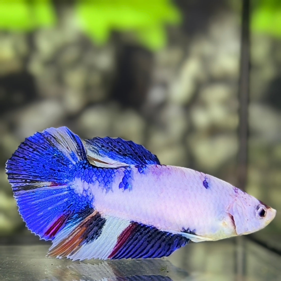 White Blue Fancy Marble Halfmoon Betta Fish Female For Sorority / Breed