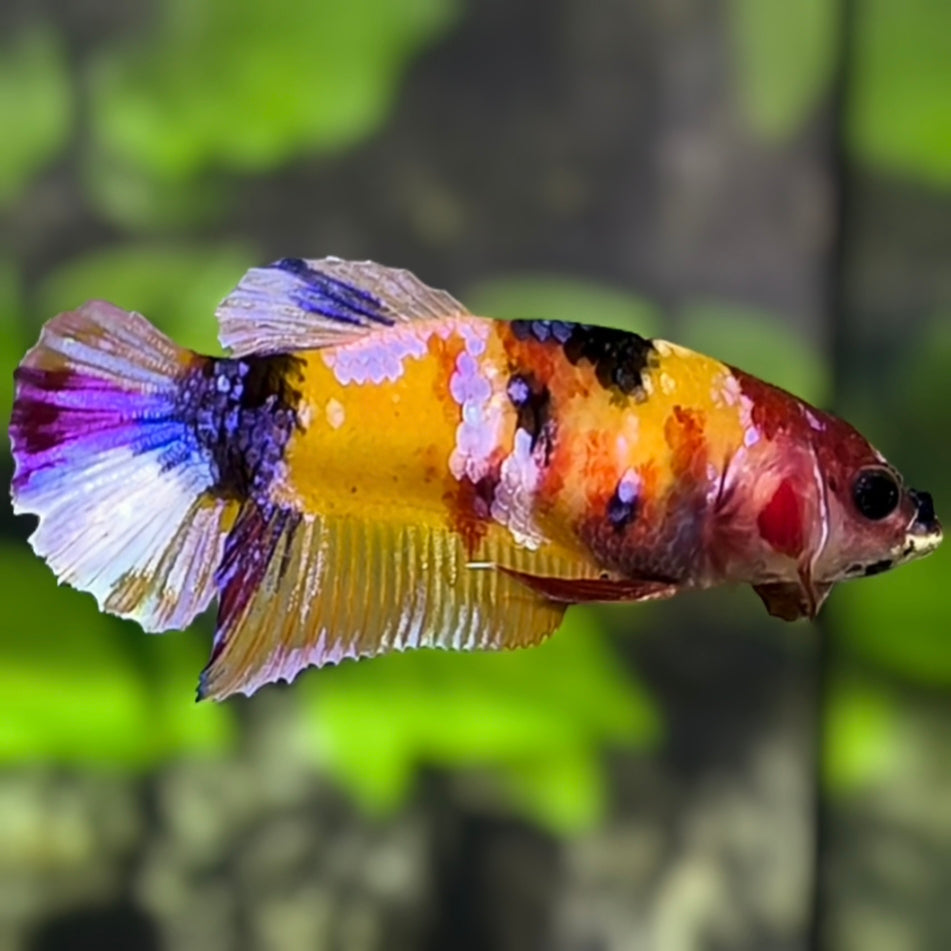 Yellowbase Multicolor Galaxy HMPK Betta Fish Female For Sorority / Breed