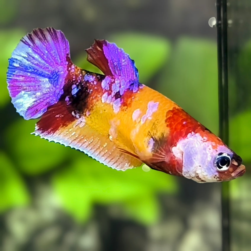 Yellowbase Multicolor Galaxy HMPK Betta Fish Female For Sorority / Breed