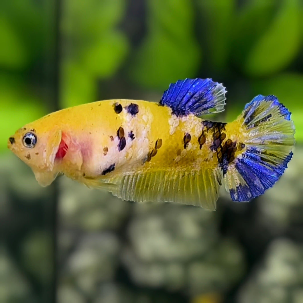Yellow Koi Tiger Galaxy HMPK Betta Fish Female For Sorority / Breed #YKG