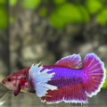 Purple Lavender Dumbo Ears HMPK Betta Fish Female For Sorority / Breed