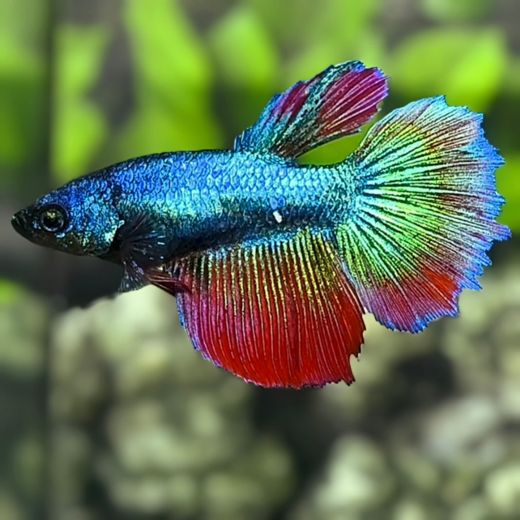 Turquoise Red Halfmoon Betta Fish Female For Sorority / Breed