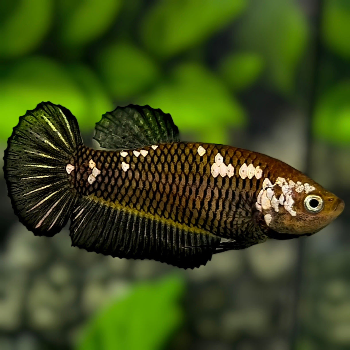 Black Mamba Pineapple Startail HMPK Betta Fish Female For Sorority / Breed