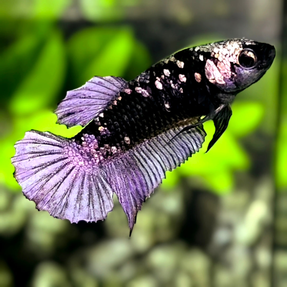 Avatar Black Panther HMPK Betta Fish Female For Sorority / Breed