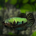 Green Samurai Startail Halfmoon Betta Fish Female For Sorority / Breed