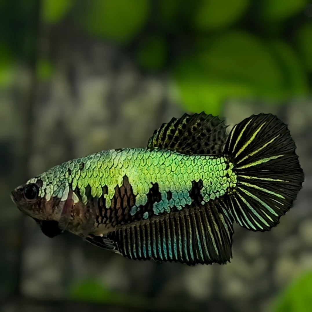 Green Samurai Startail Halfmoon Betta Fish Female For Sorority / Breed