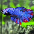 Fancy Halfmoon Betta Fish Female For Sorority / Breed