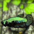 Green Black Samurai HMPK Betta Fish Female For Sorority / Breed