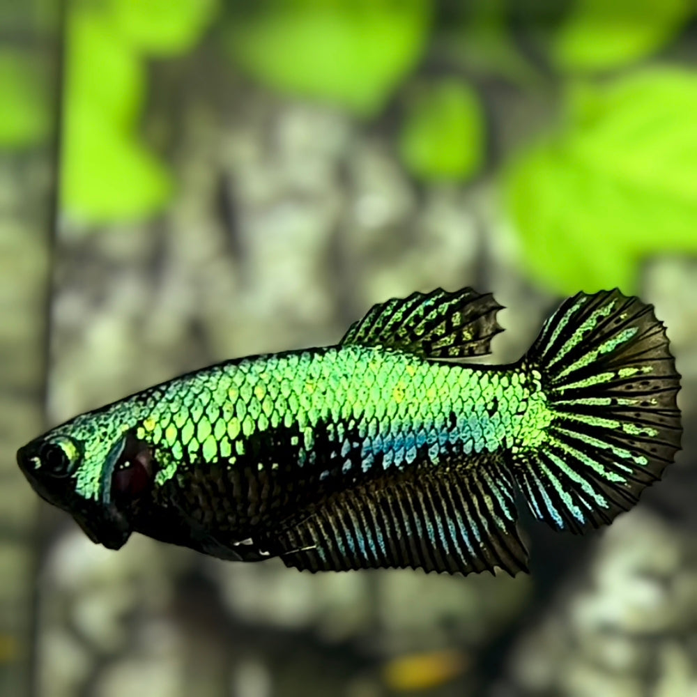 Green Black Samurai HMPK Betta Fish Female For Sorority / Breed