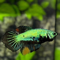 Green Dragon Startail Halfmoon Betta Fish Female For Sorority / Breed