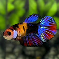 Multicolor Black Galaxy Halfmoon Betta Fish Female For Sorority / Breed
