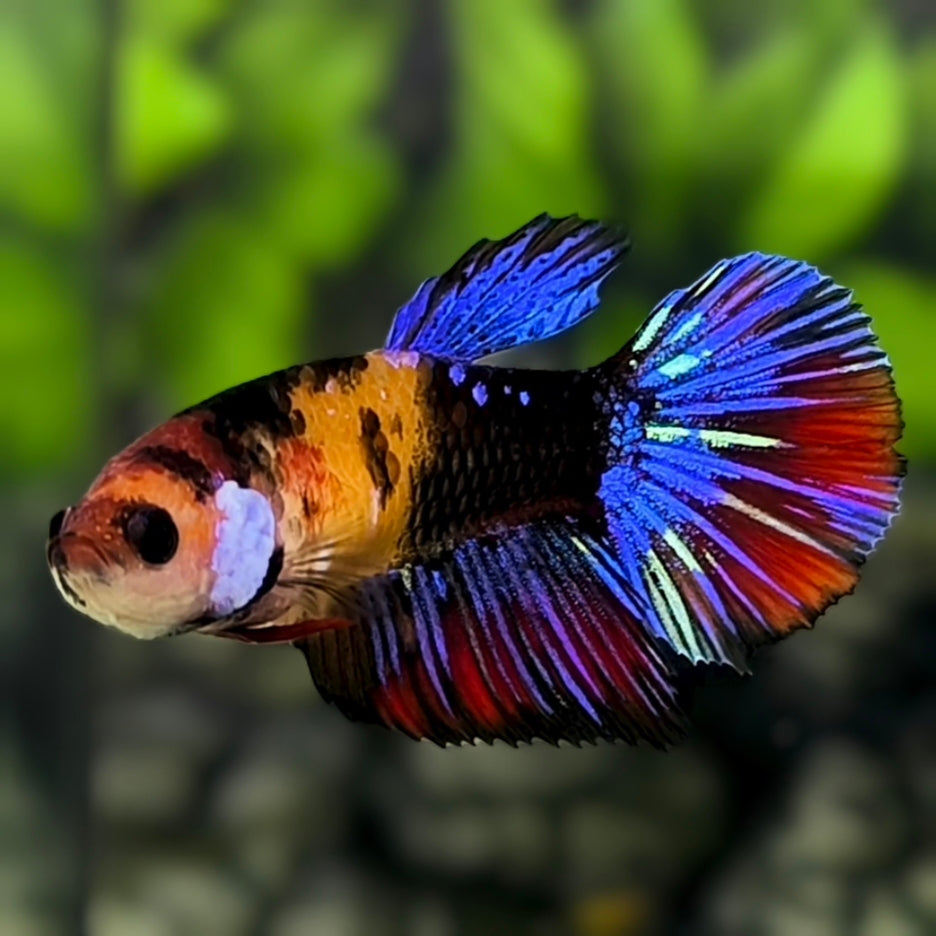 Multicolor Black Galaxy Halfmoon Betta Fish Female For Sorority / Breed