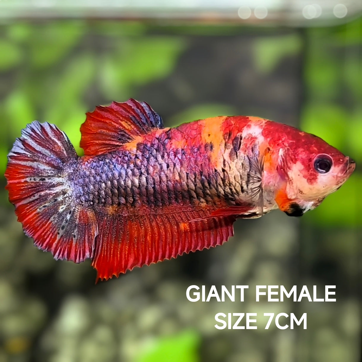 Multicolor Candy JUMBO GIANT HMPK Betta Fish Female
