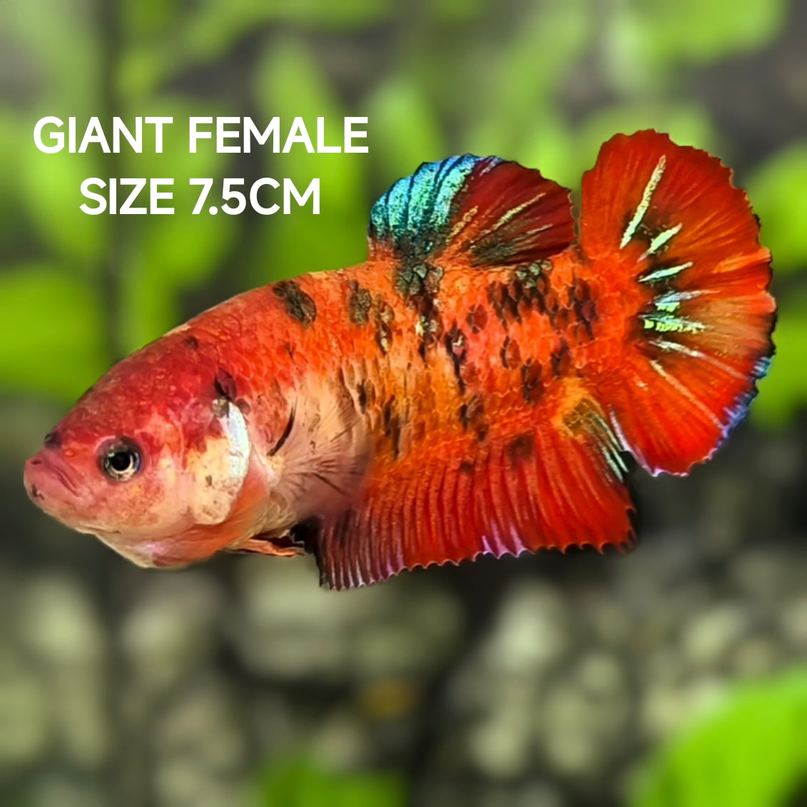 Red Koi Tiger JUMBO GIANT HMPK Betta Fish Female