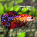 Multicolor Purple Candy Galaxy JUMBO GIANT HMPK Betta Fish Female