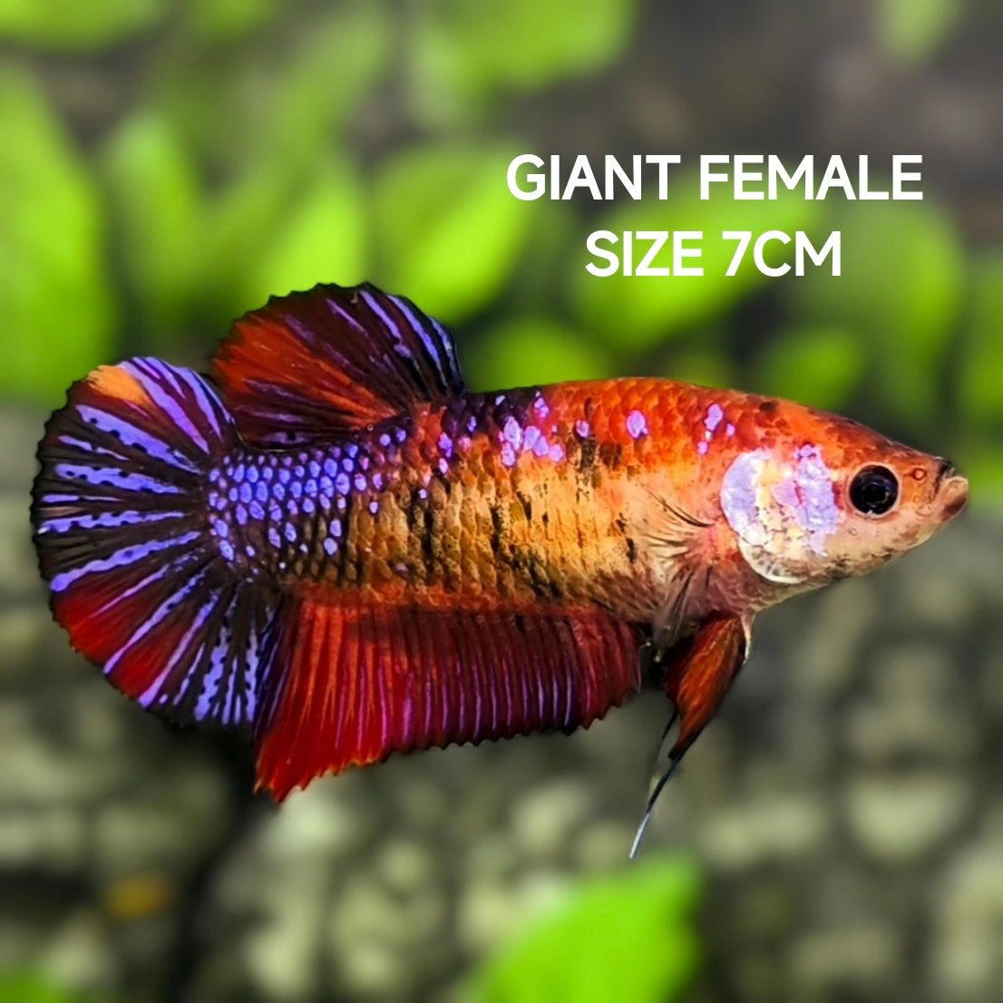 Multicolor Purple Candy Galaxy JUMBO GIANT HMPK Betta Fish Female