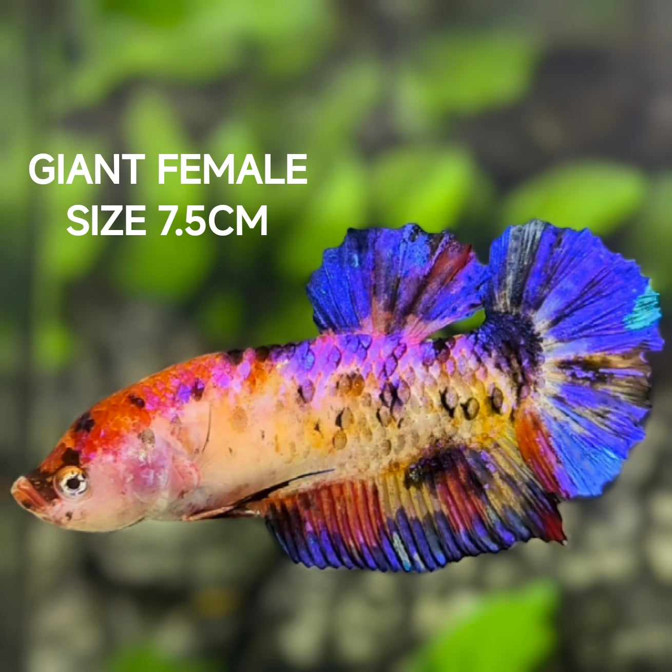 Multicolor Candy JUMBO GIANT HMPK Betta Fish Female