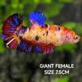 Multicolor JUMBO GIANT HMPK Betta Fish Female