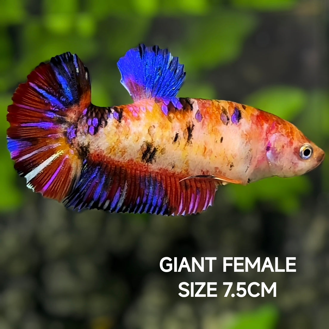 Multicolor JUMBO GIANT HMPK Betta Fish Female