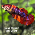 Multicolor Purple Candy JUMBO GIANT HMPK Betta Fish Female