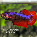 Purple Red Samurai JUMBO GIANT HMPK Betta Fish Female