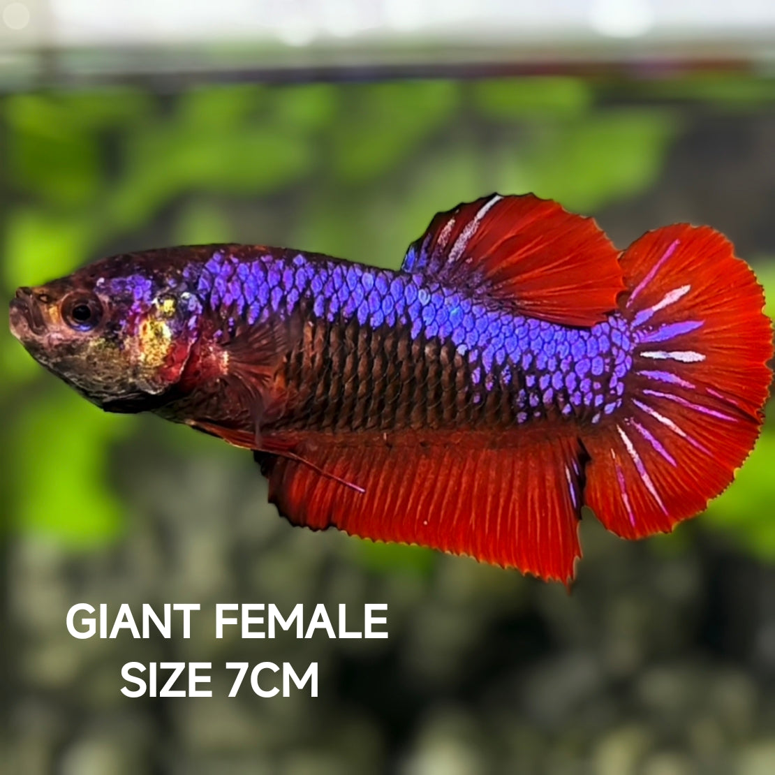 Purple Red Samurai JUMBO GIANT HMPK Betta Fish Female