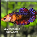 Multicolor Candy Purple Startail JUMBO GIANT HMPK Betta Fish Female
