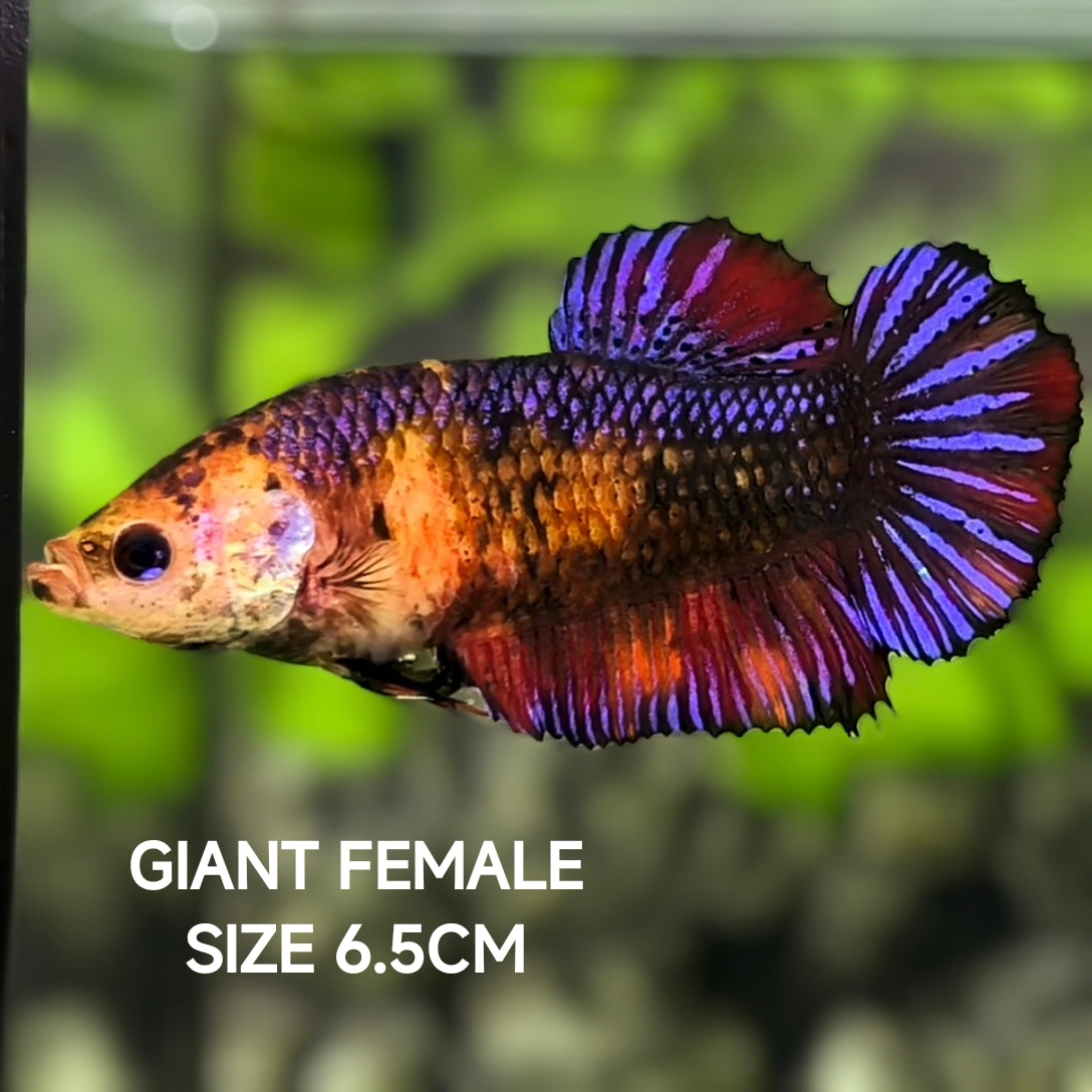 Multicolor Candy Purple Startail JUMBO GIANT HMPK Betta Fish Female