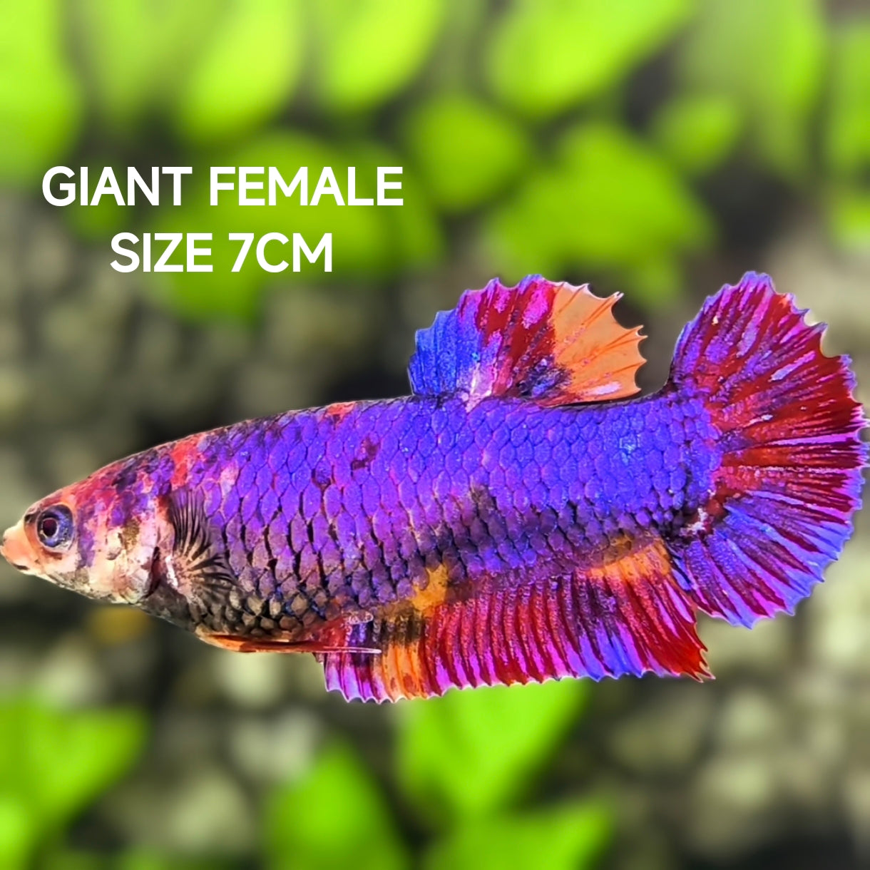 Multicolor Purple Candy JUMBO GIANT HMPK Betta Fish Female