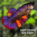 Multicolor Purple Candy JUMBO GIANT HMPK Betta Fish Female